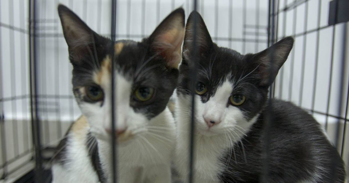 Gatos empujan la venta de alimento de mascota