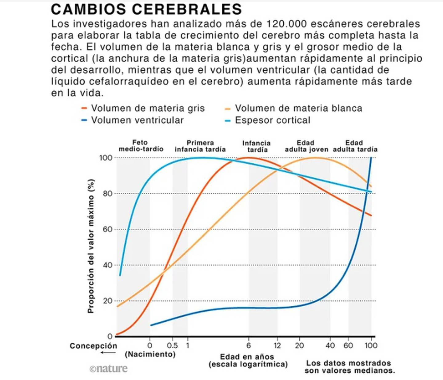 ¡Impresionante! Así el cerebro humano se expande y se contrae con el paso del tiempo