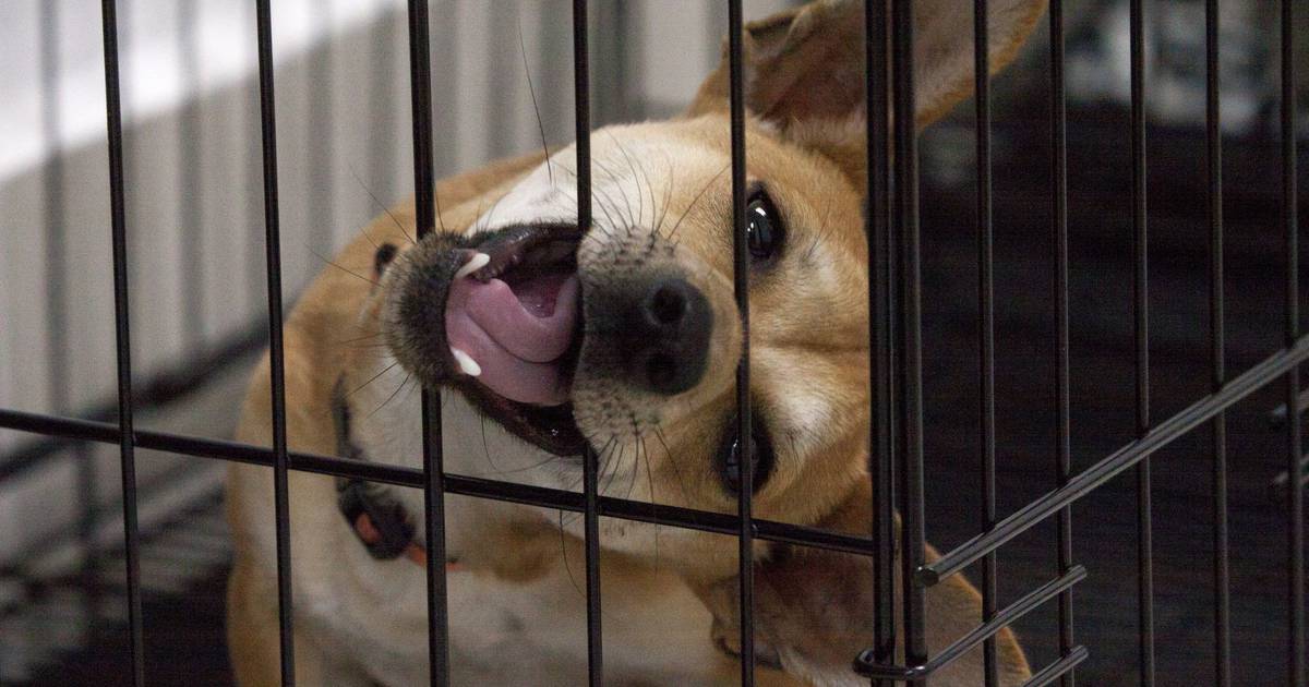 ¡Con la colita no! NL prohíbe mutilaciones estéticas y tatuajes a animales de compañía