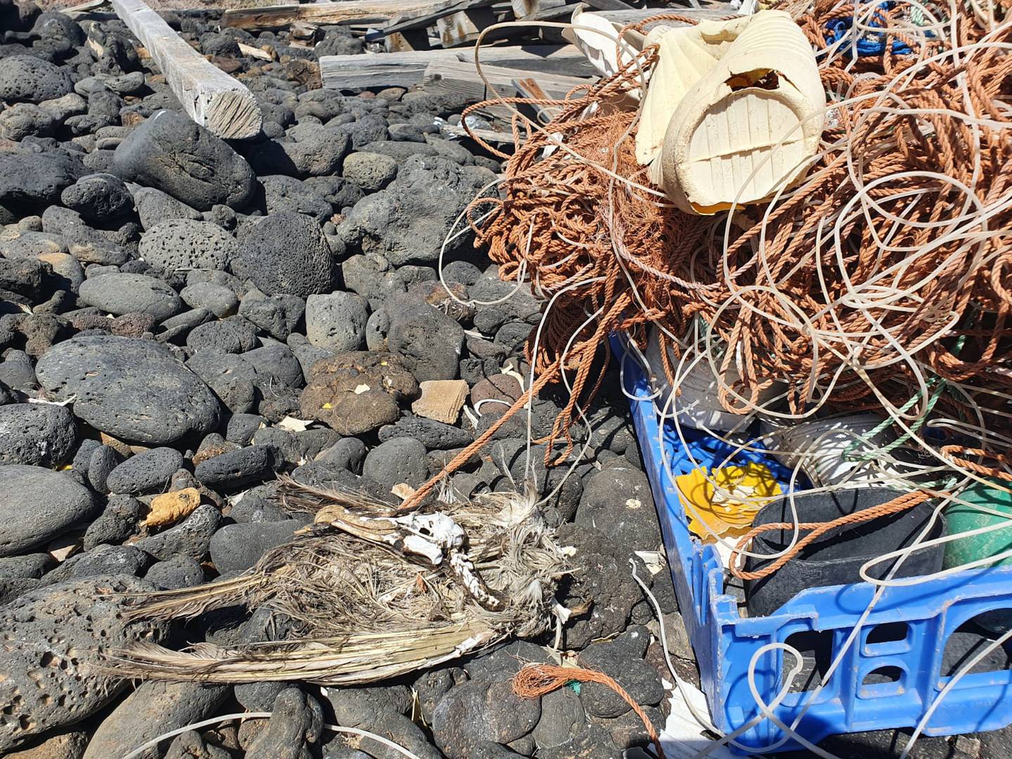 Alegranza, la reserva marina más grande de Europa que se convirtió en el basurero global