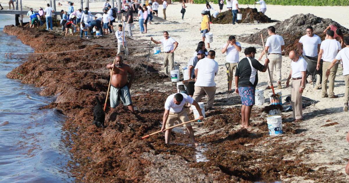 En Playa del Carmen hay ‘chamba’ de 9 mil pesos por recoger sargazo