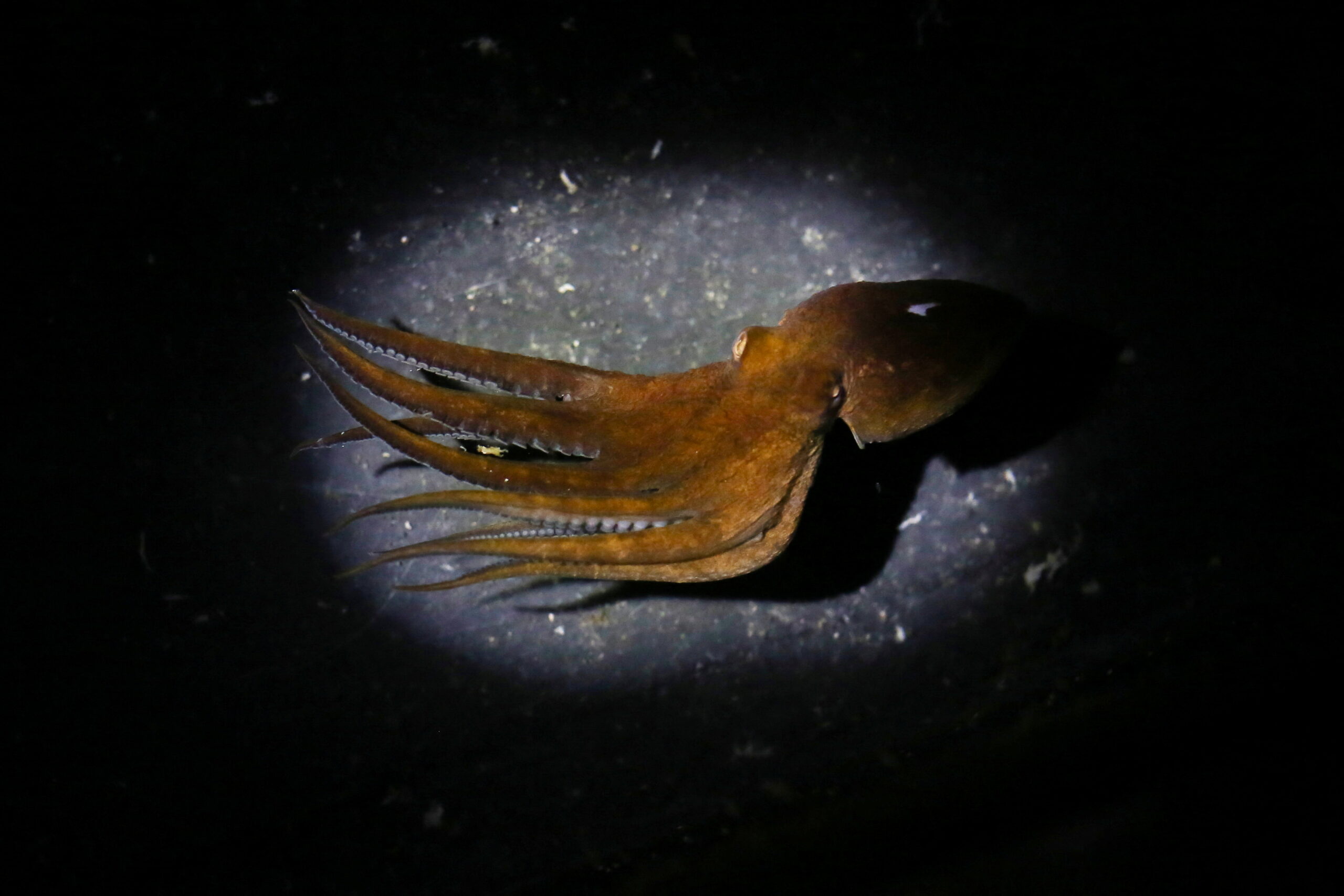 ¿Cómo consiguen los pulpos cambiar de color?