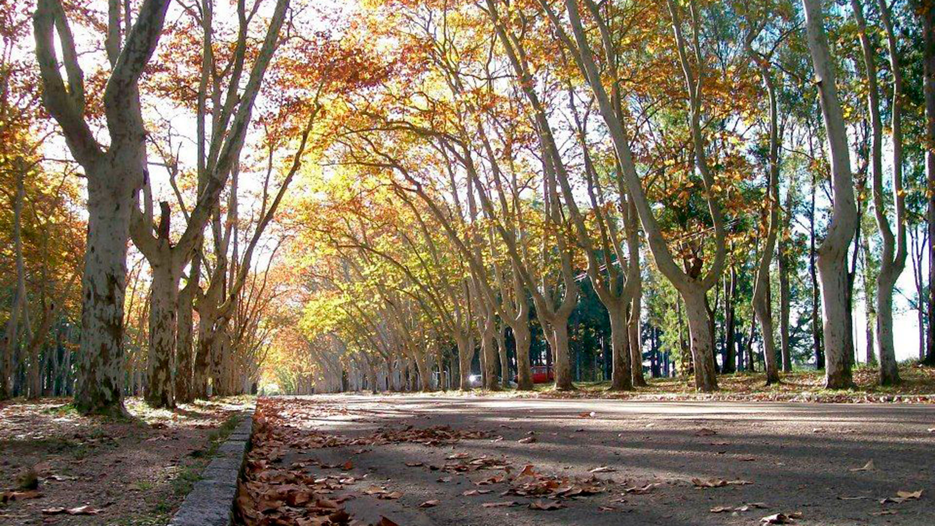 Buscan en Uruguay a un hombre que salió a cazar y no volvió