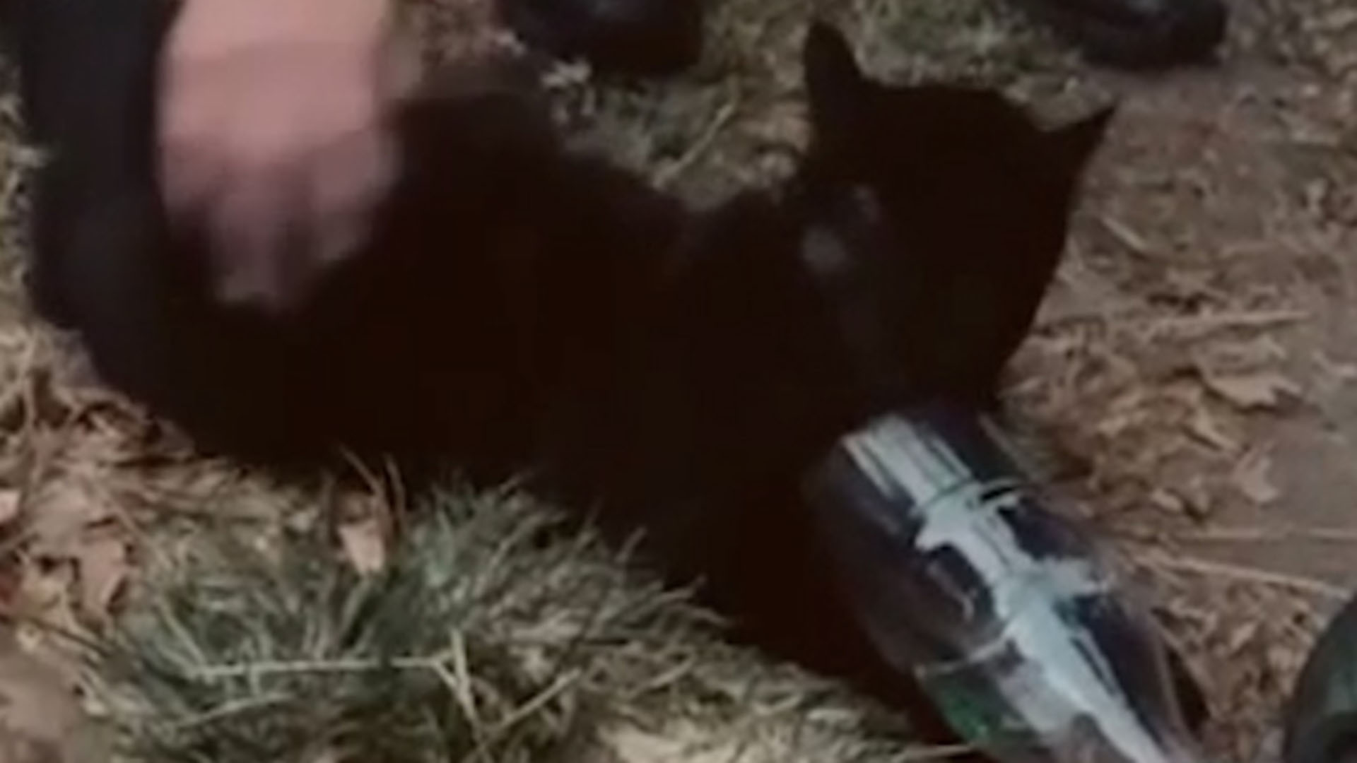 Video: el emocionante rescate de dos gatos y un perro durante un incendio en una casa de Córdoba