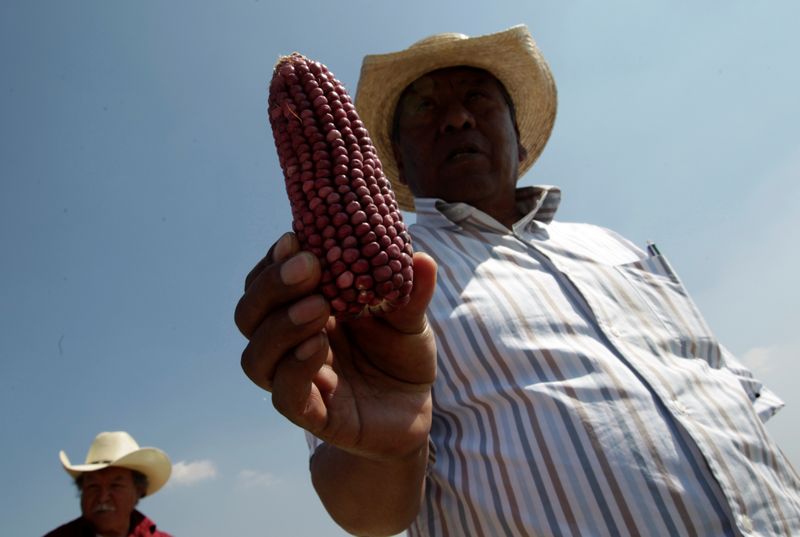 “No les importaba fomentar la agricultura sino los de arriba”: AMLO promovió la producción de alimentos para el autoconsumo
