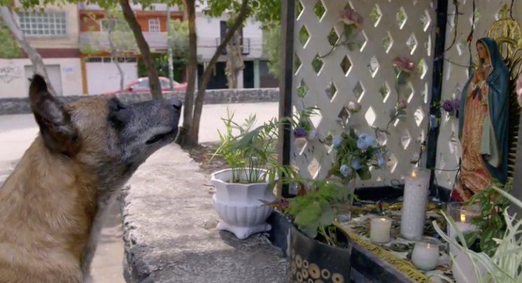 Viralizaron al primer perro en pedir un milagro durante capítulo de “La Rosa de Guadalupe”