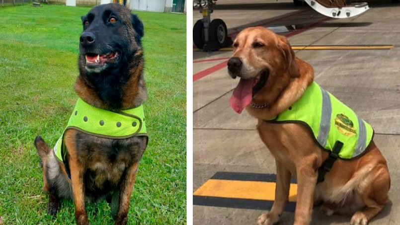 Santana y Max, los perros que frenaron envío de 44 kilos de cocaína de Colombia a España