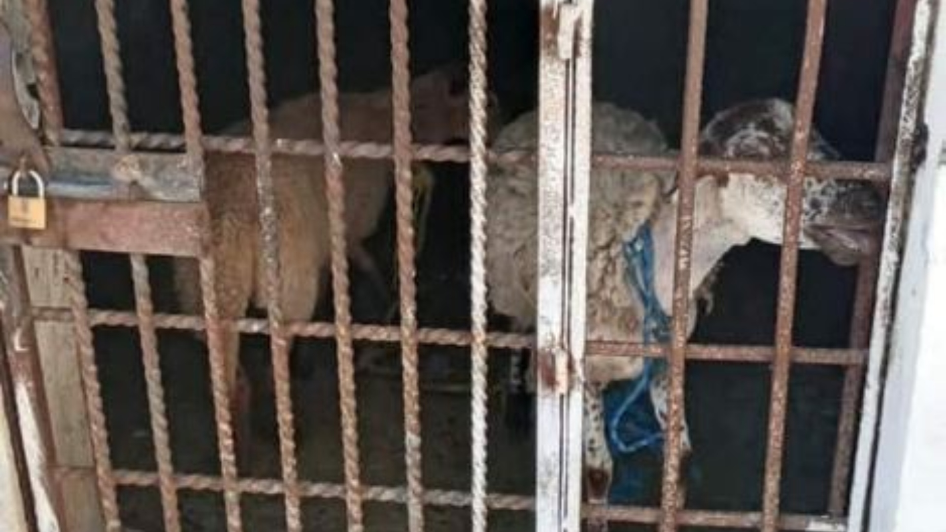 Liberaron dos borregos de Oaxaca encerrados en cárcel municipal por pastar en un albergue