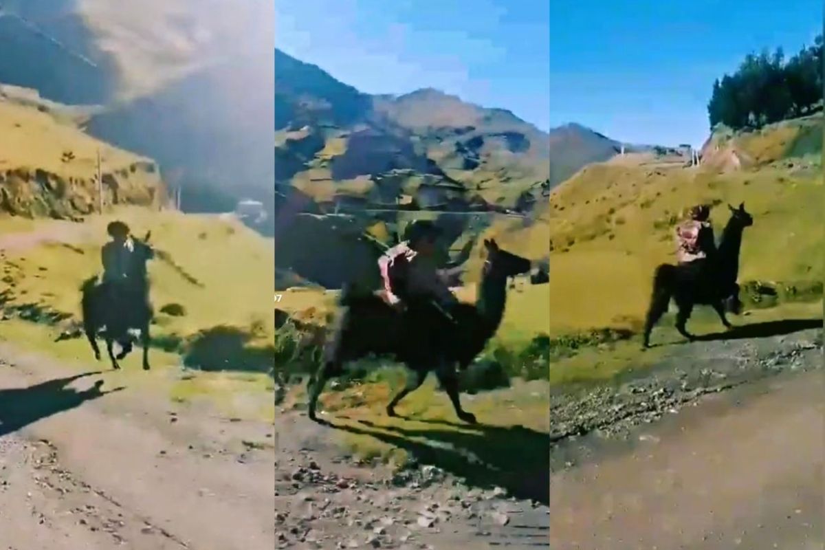 Un niño regresa de la escuela a su casa montando su llama y se vuelve viral en TikTok