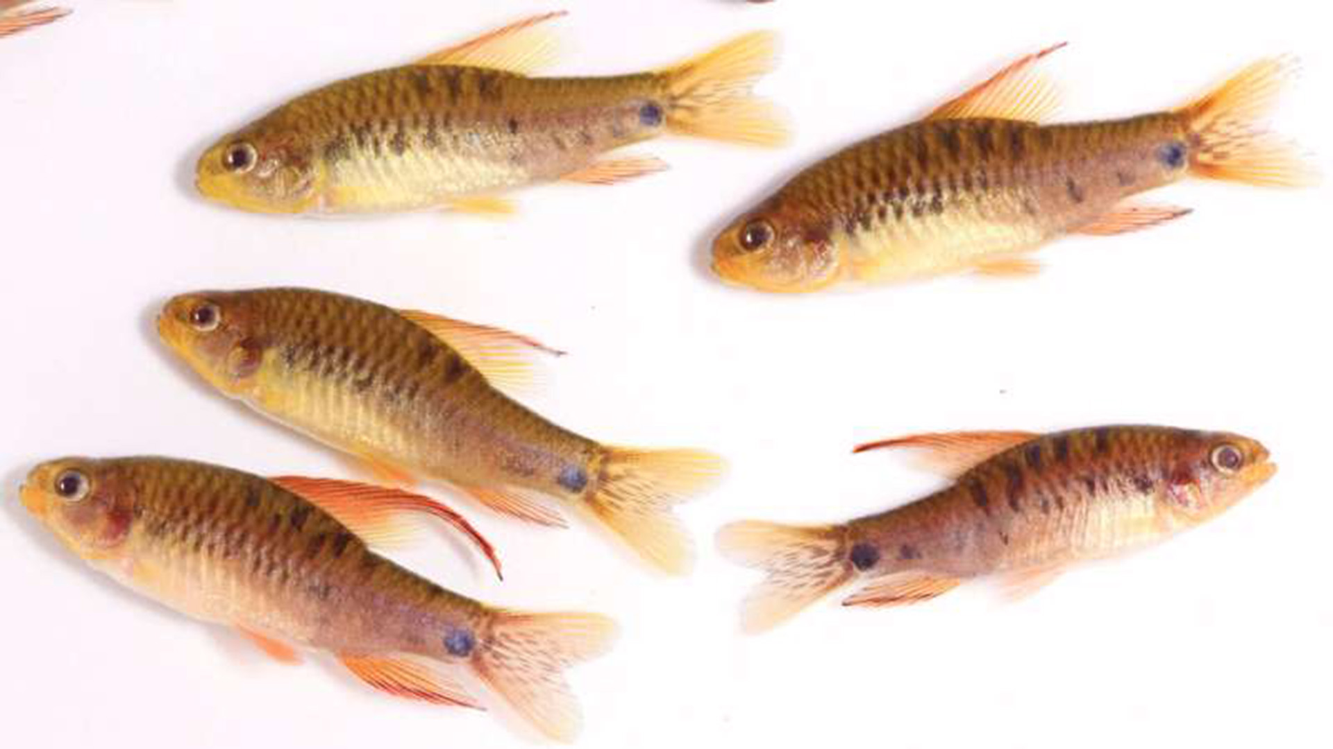 El Poecilocharax callipterus recientemente descrito: tamaño medio de los peces es de aproximadamente 3 centímetros (Gentileza: Murilo NL Pastana y Willian M. Ohara)