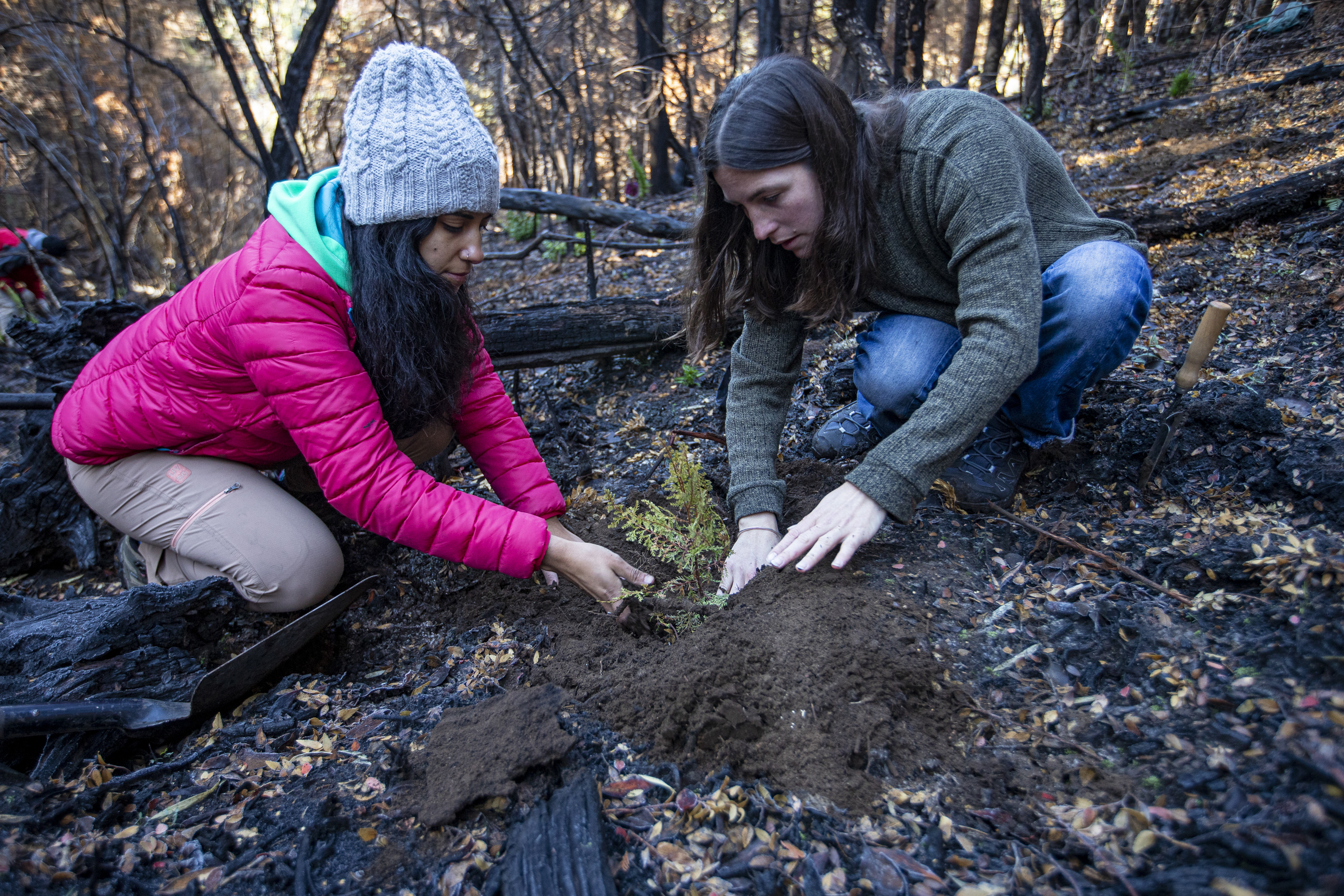 Se plantaron más de mil especies autóctonas (telam)