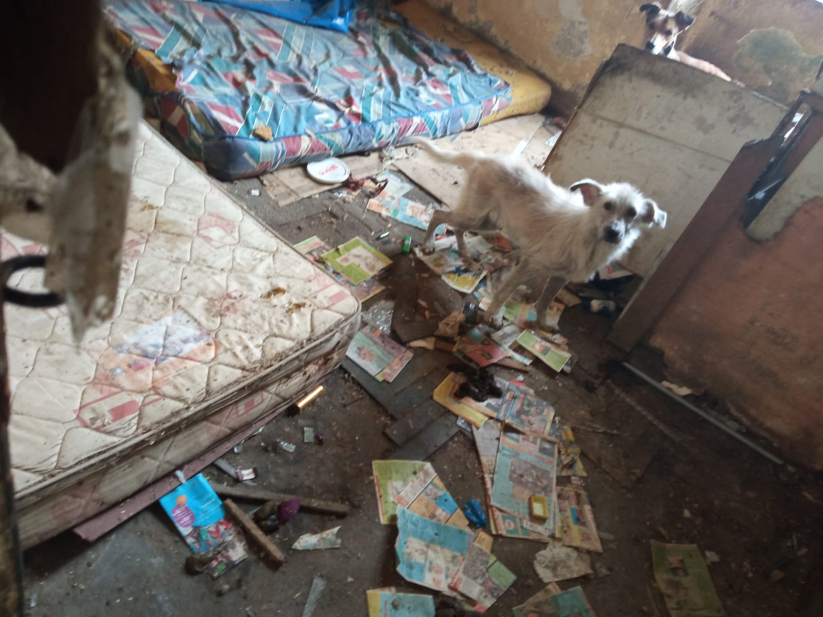 Perritos estaban abandonados en esta casa