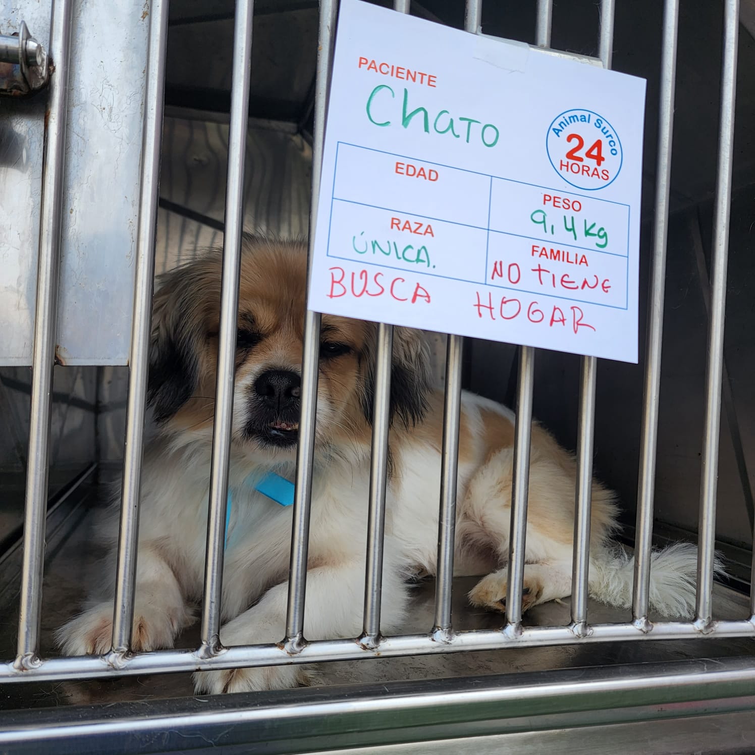 Perro 'Chato' a la espera que una familia quiera adoptarlo