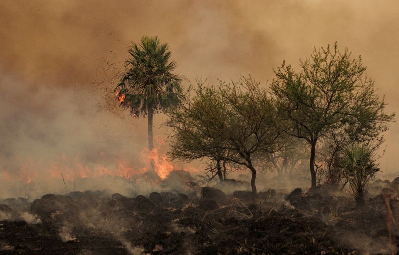 El ecosistema donde vive la araña Ahijuna Patoruzito está amenazado por incendios como los que ocurrieron en Corrientes y Misiones en el verano pasado/REUTERS/Sebastian Toba/Archivo