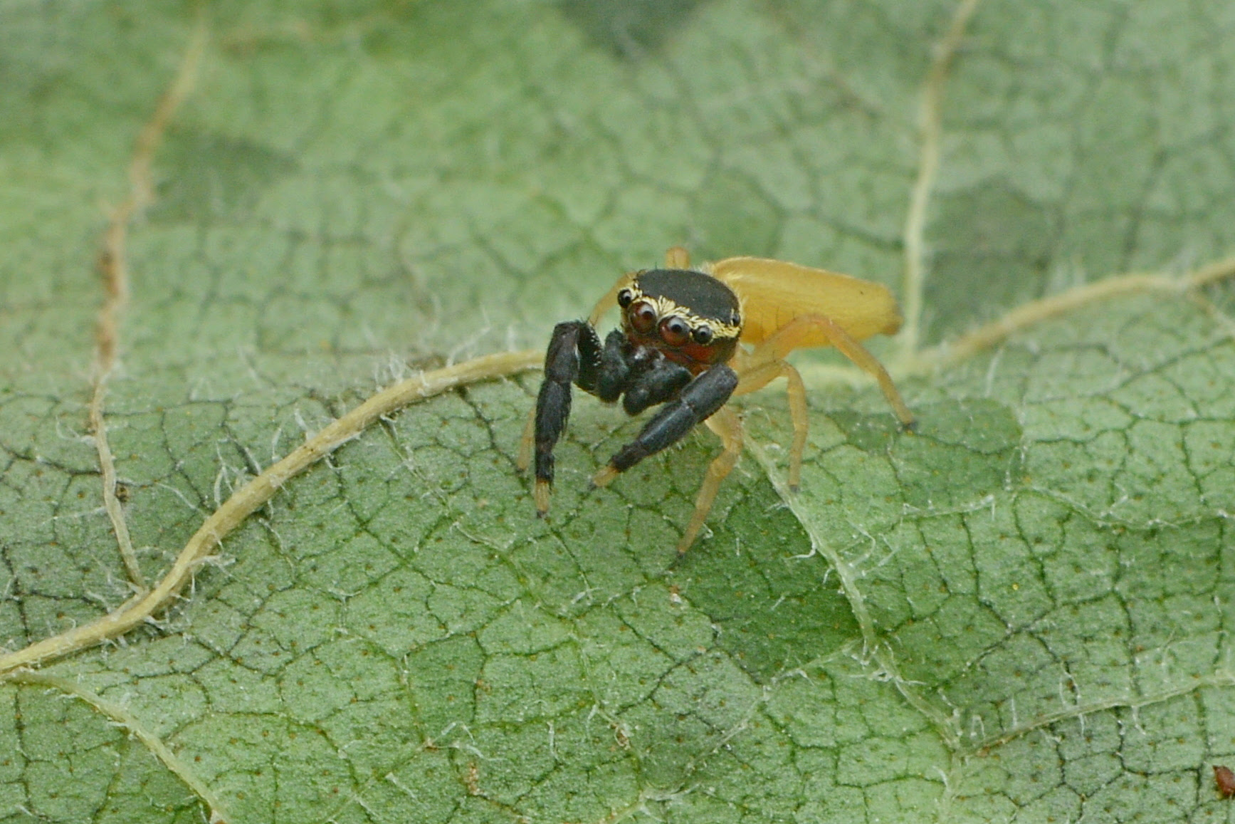 Las arañas saltarinas pueden dar saltos de hasta más de diez veces su tamaño/GISA- Fundación Azara