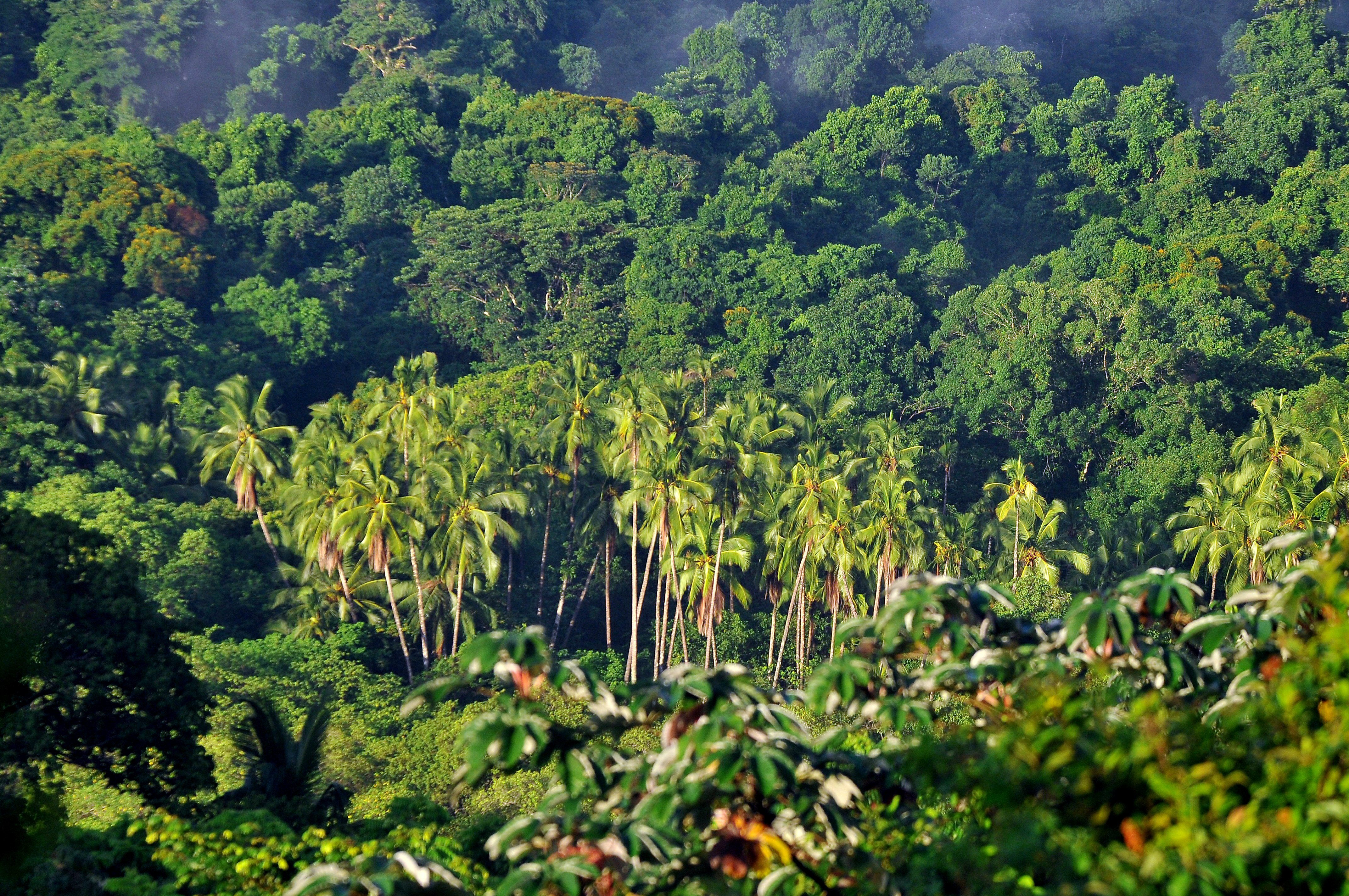 El medio ambiente necesita ser protegido (Foto: EFE/Alejandro Bolívar)