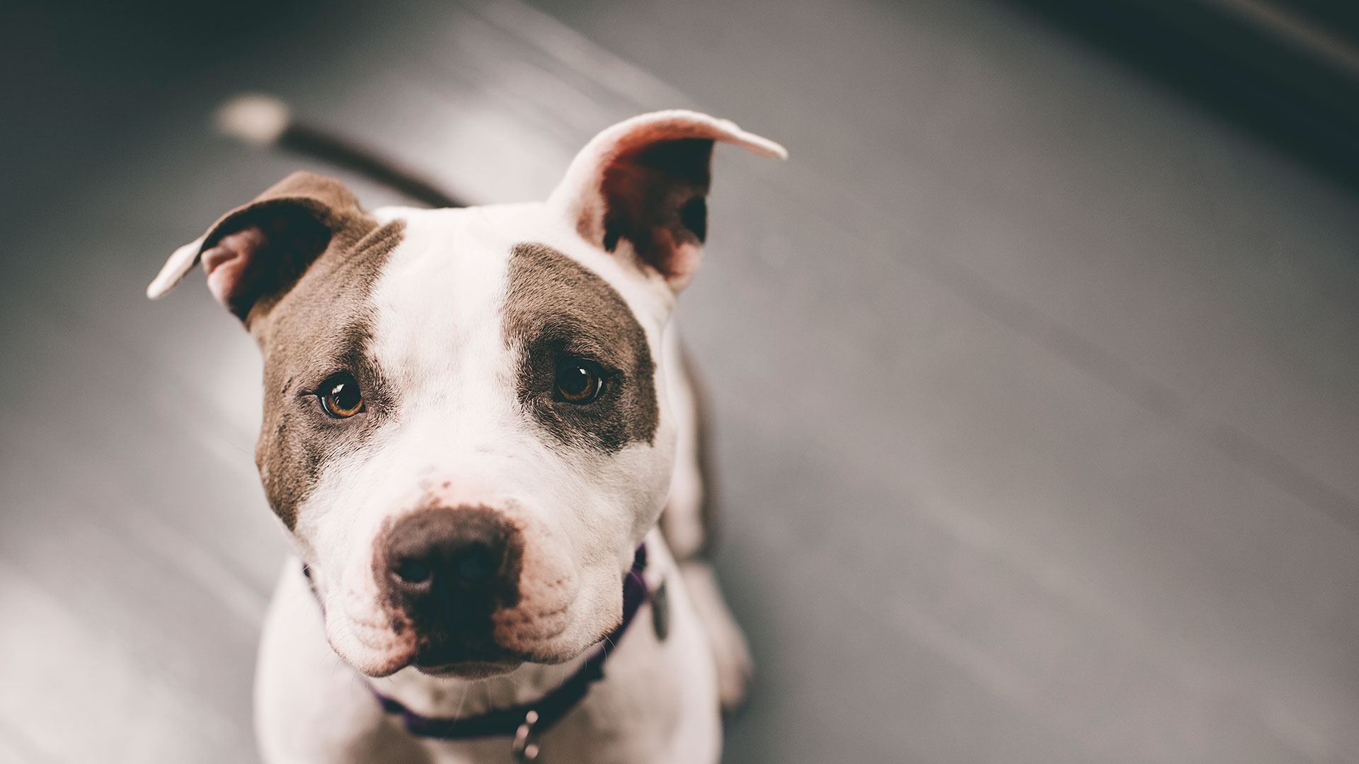 Es uno de los animales más sociables con los miembros de su misma especie y de otras (Gettyimages)