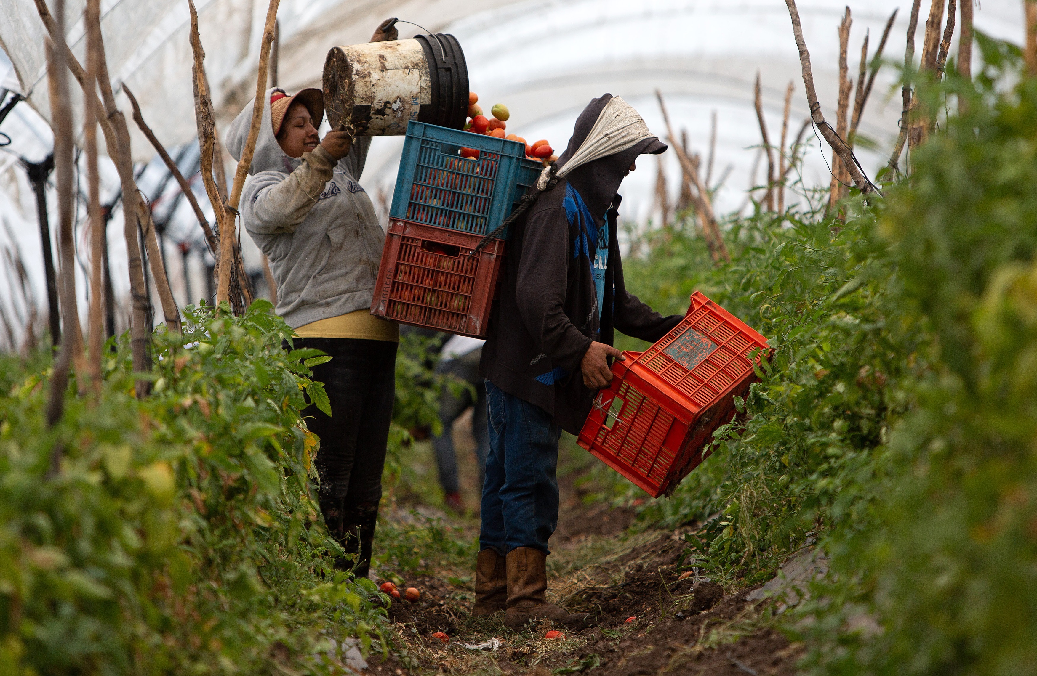 El Plan de AMLO busca fortalecer a campesinos (Foto: EFE/Luis Enrique Granados)