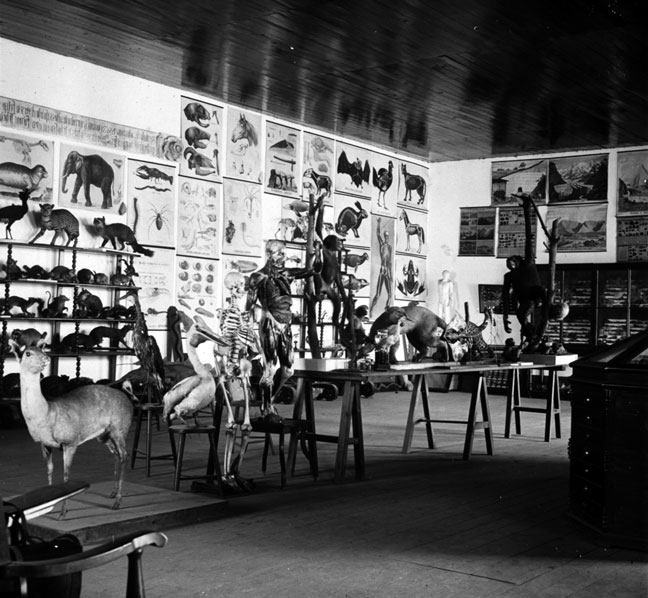 Se encontraban más de seis osamentas de elefantes. Foto: SEDEMA