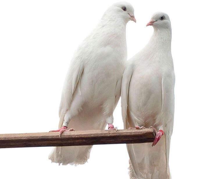 Tórtolas. (foto: Captura)
