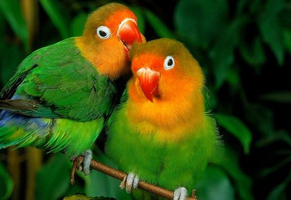 Agapornis. (Foto: Captura)