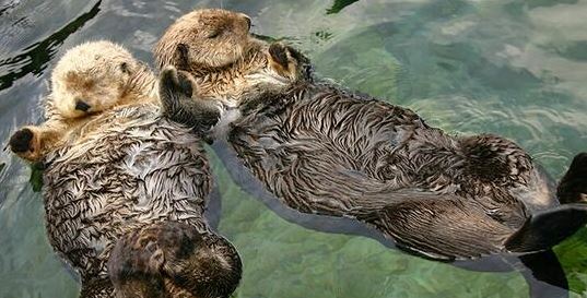 Nutrias. (Foto: Captura)