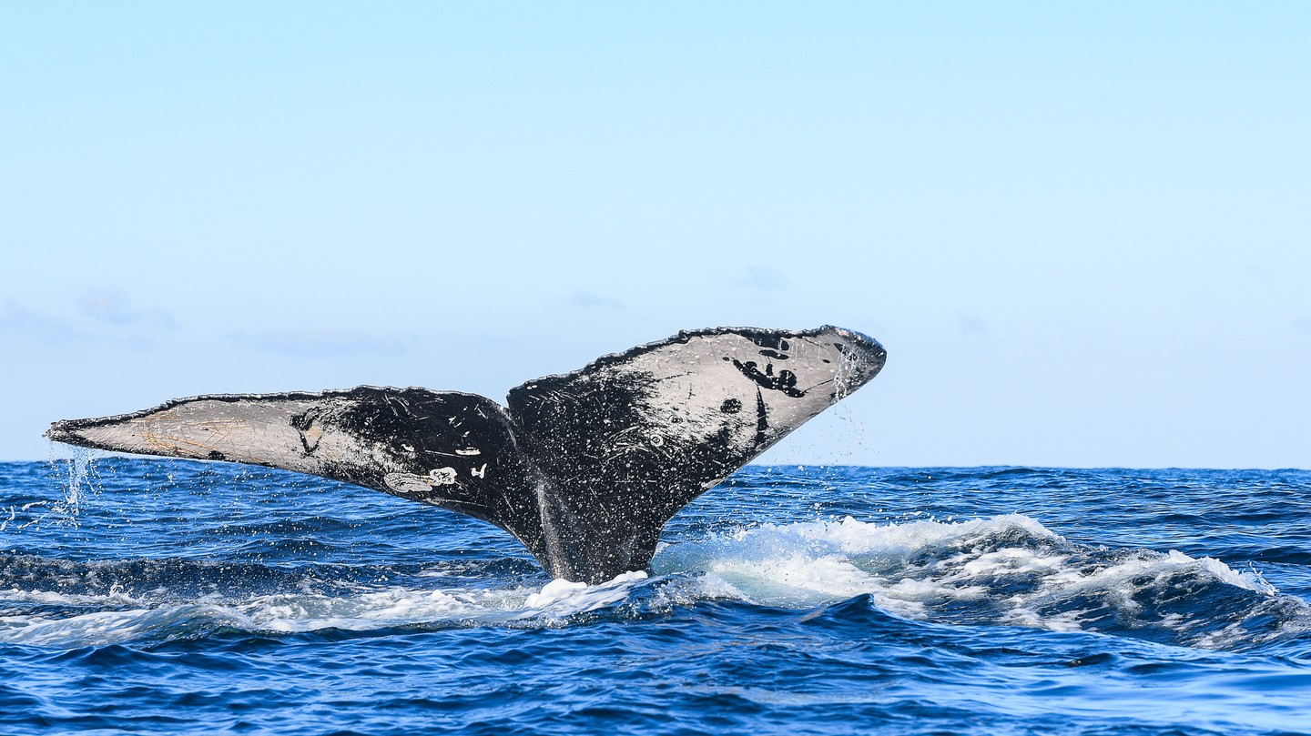 "Pechocho" es el nombre de la ballena que ronda la bahía de Topolobampo (Foto: Instagram/@visitaloretobcs)
