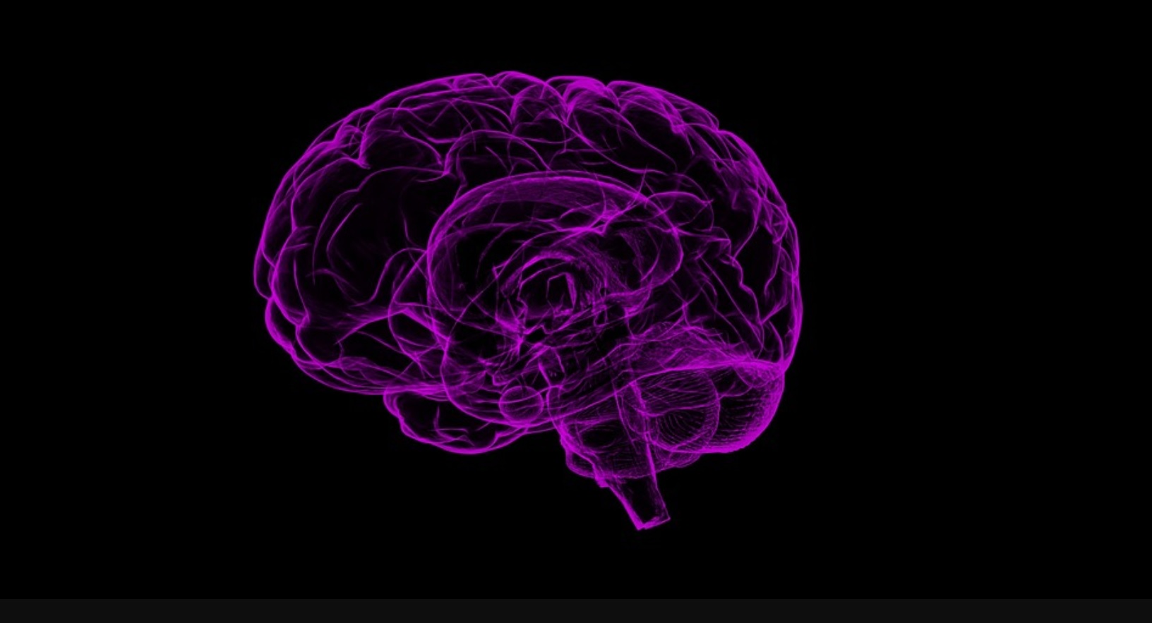 Una proteína específica conocida como receptor de insulina (INSR), que abunda en la zona subventricular del cerebro, es fundamental para las células madre (Foto: Pixabay)