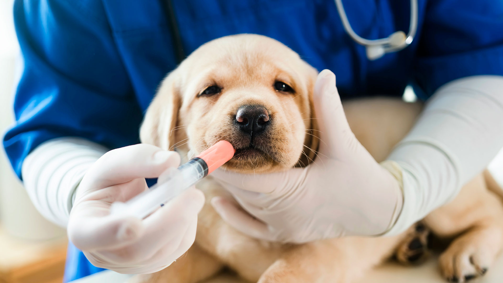 para administrar un jarabe, es una buena práctica hacerlo diluido en agua o mezclado con algún tipo de comida húmeda y sabrosa (Getty)