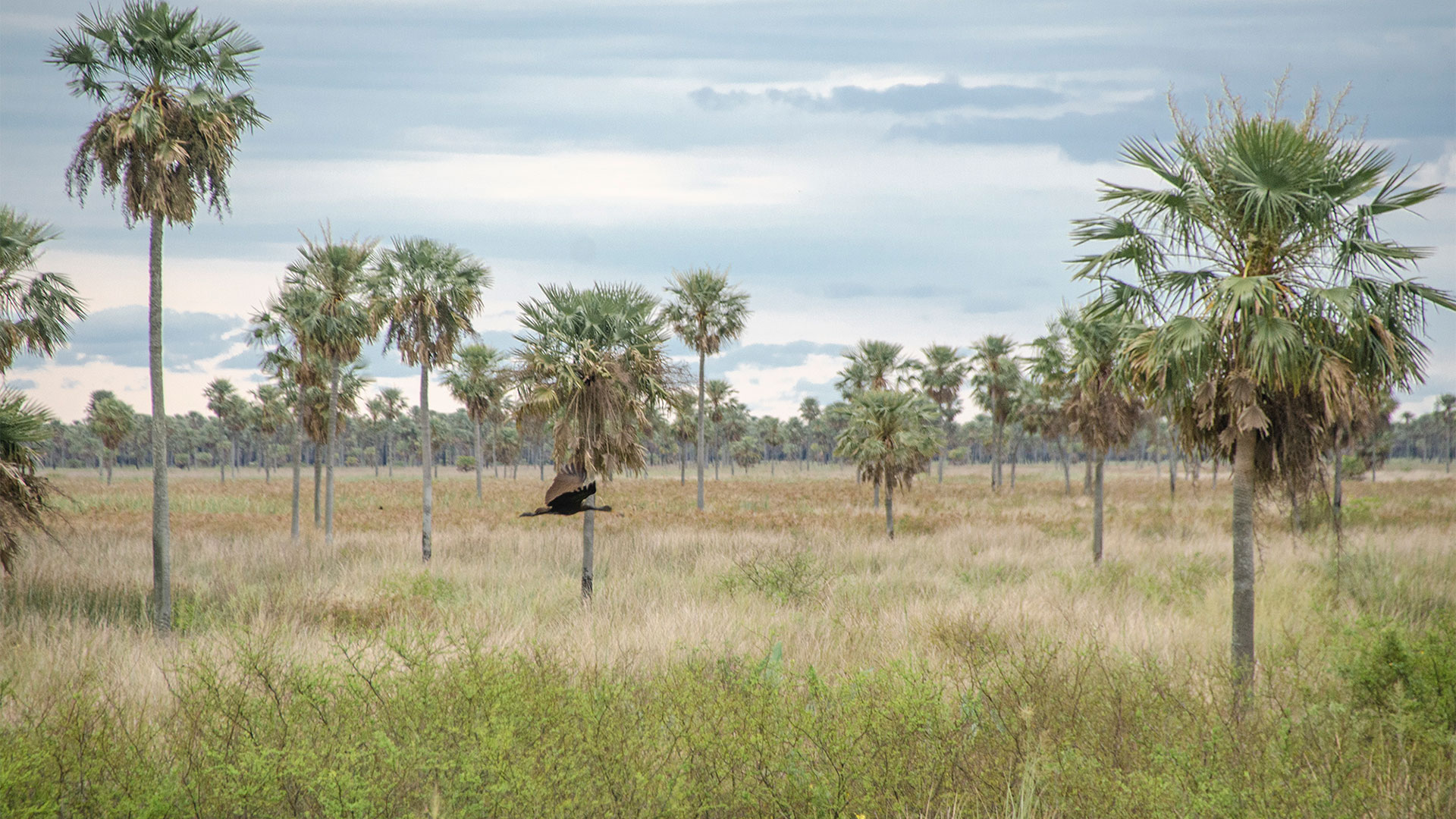 El Parque Nacional Chaco, una reserva de biodiversidad