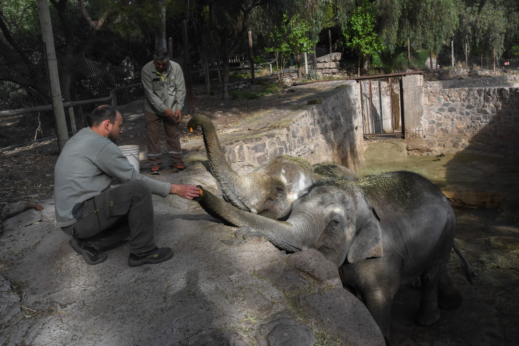 Las elefantas dejaron el exzoo de Mendoza para disfrutar de una nueva vida de libertad