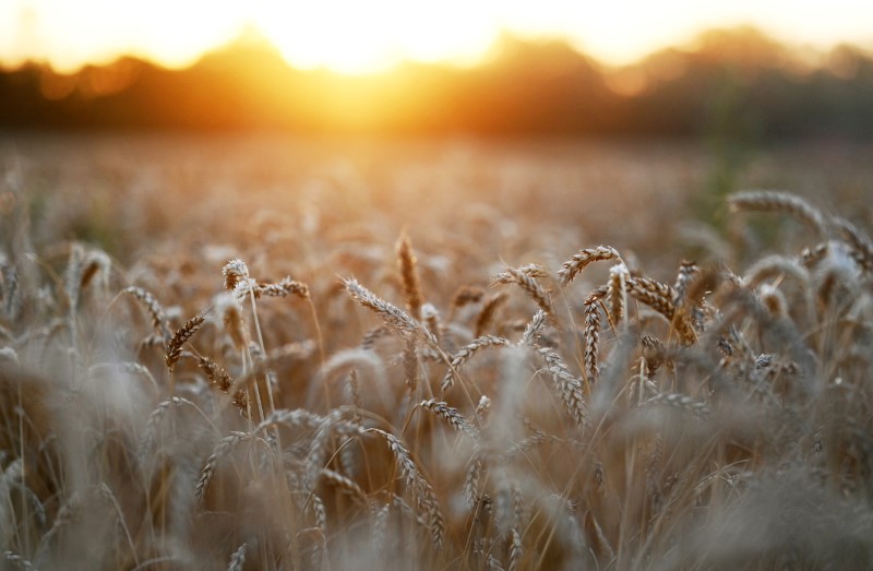 Espigas de trigo al atardecer en un campo cerca del pueblo de Nedvigovka en la región de Rostov, Rusia (REUTERS/Sergey Pivovarov)