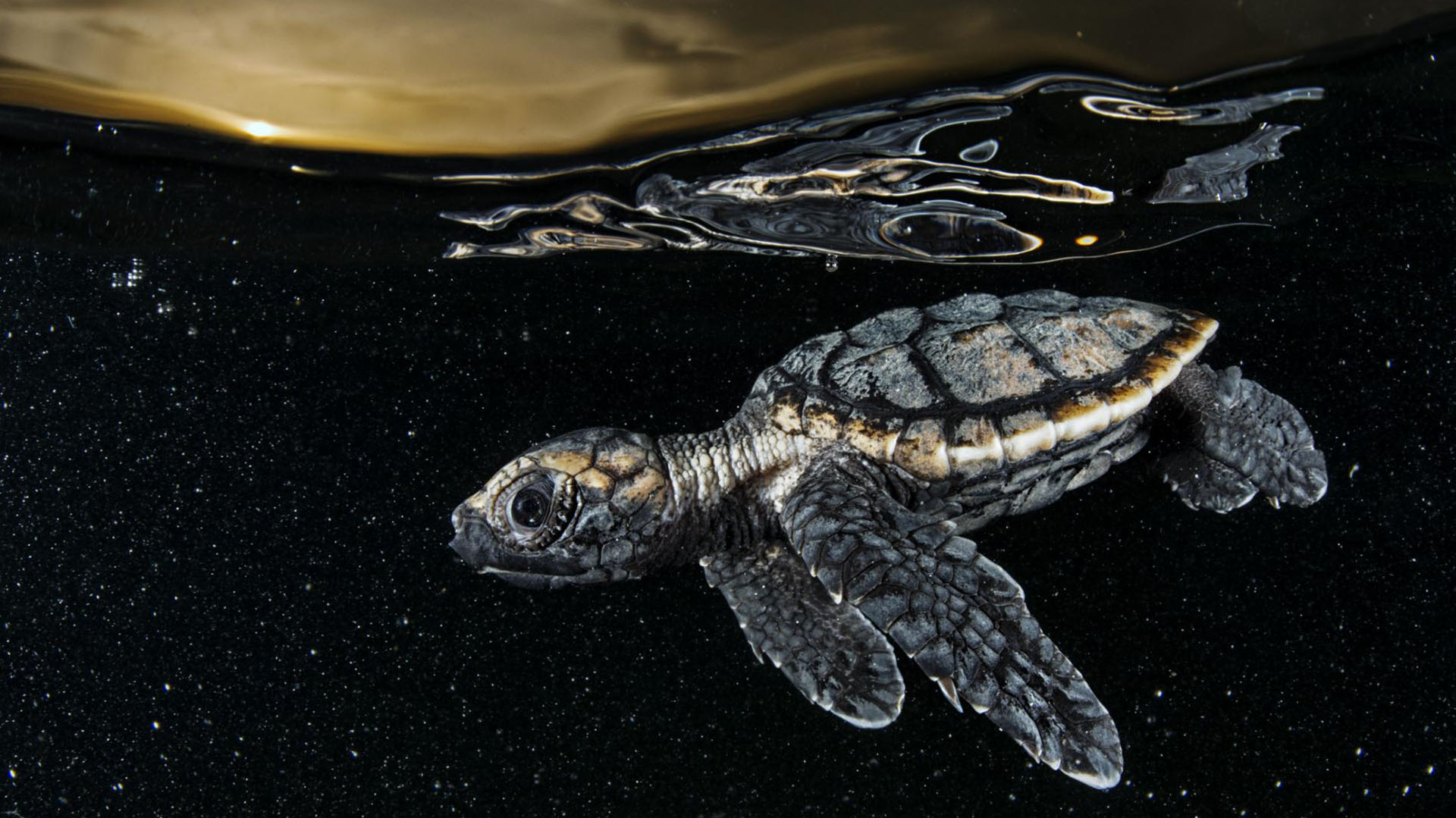 El nuevo estudio sugirió que las tortugas “casi con certeza están usando un mapa geomagnético, pero es una resolución bastante tosca”