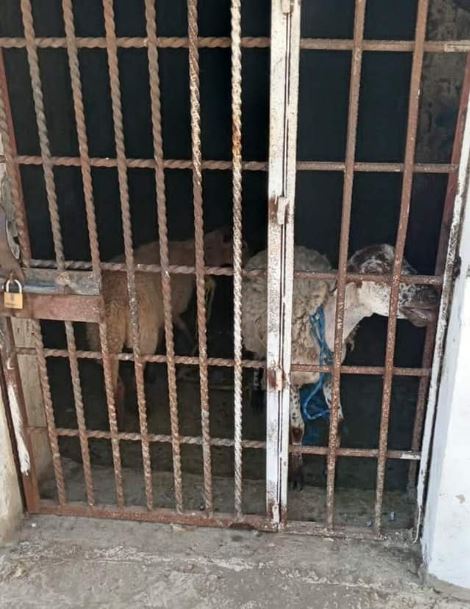 (foto: Captura de Pantalla Twitter)