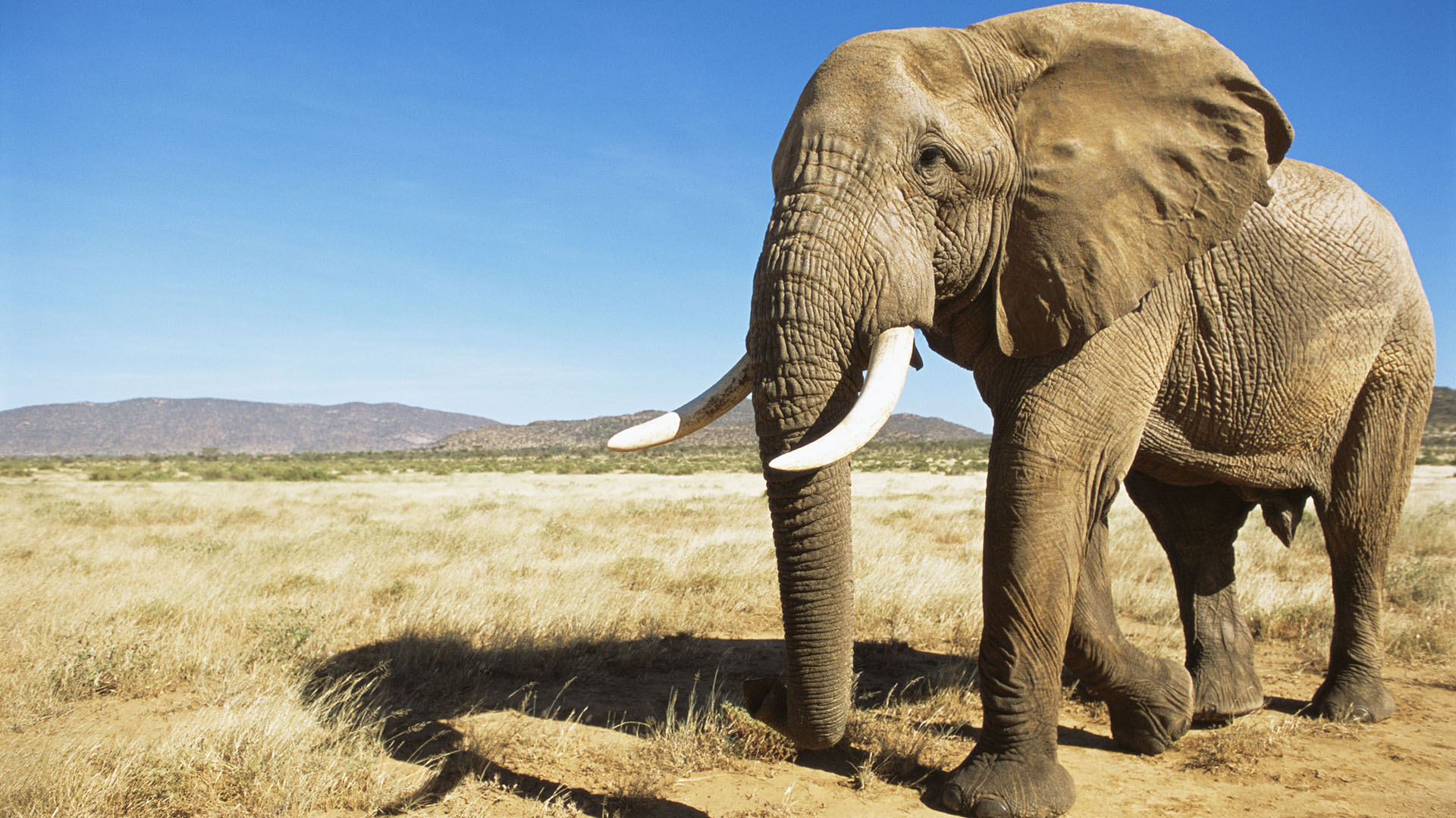 El mito del elefante asustándose de un ratón es muy antiguo (Getty Images)