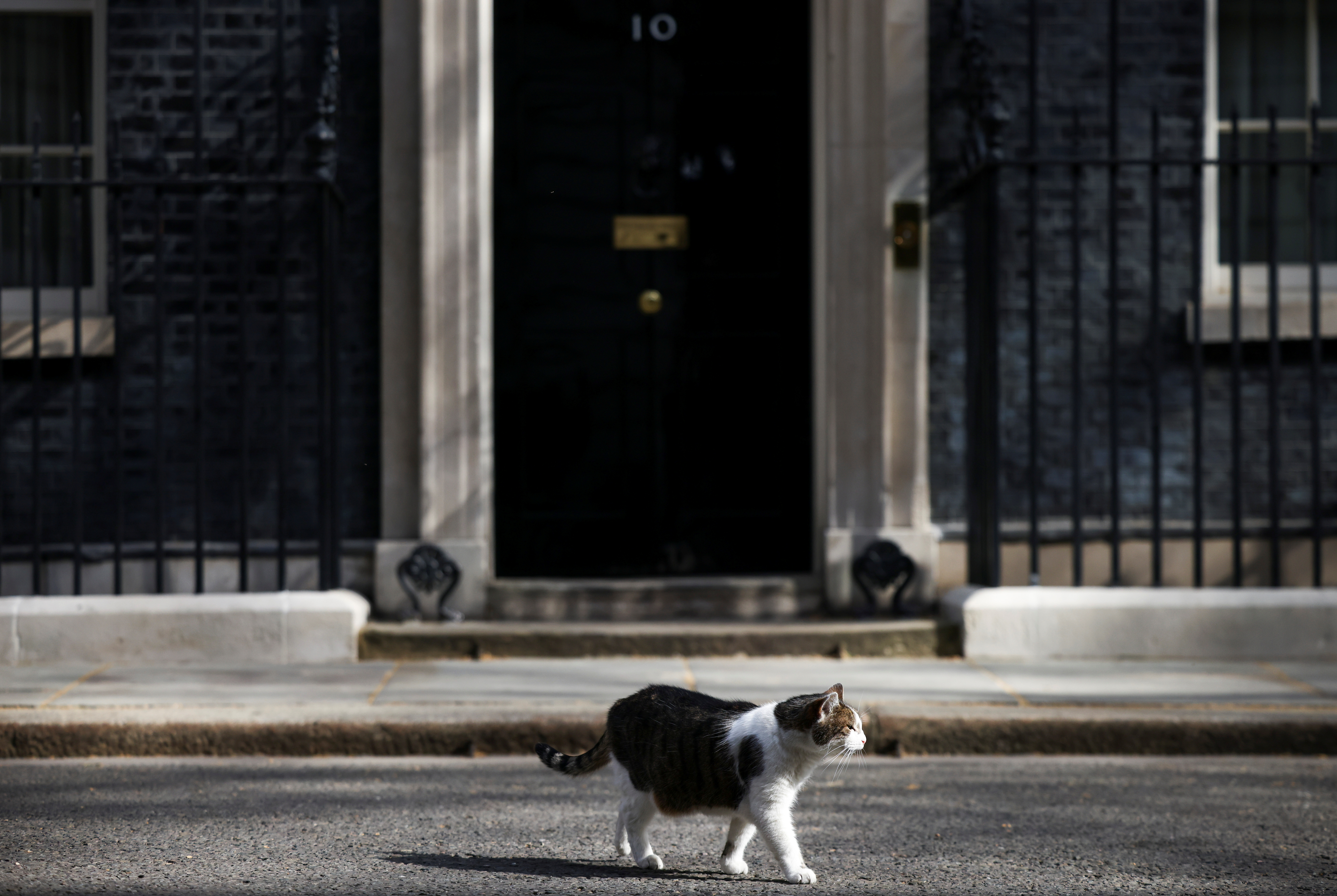 La respuesta al misterio de dónde van los gatos cuando salen se encontraba más cerca de la casa de lo que probablemente se esperaba (REUTERS)