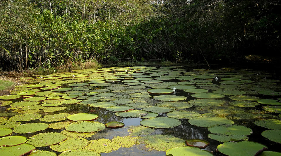 Imagen de una de las zonas del Parque Nacional Natural Amacayacu, ubicado en la Amazonía. Foto: Parques Nacionales Naturales
