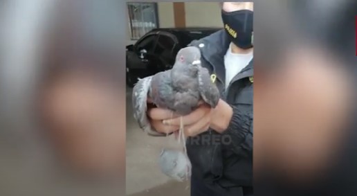 Foto captura Correo.