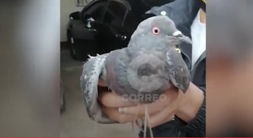 Foto captura Correo.