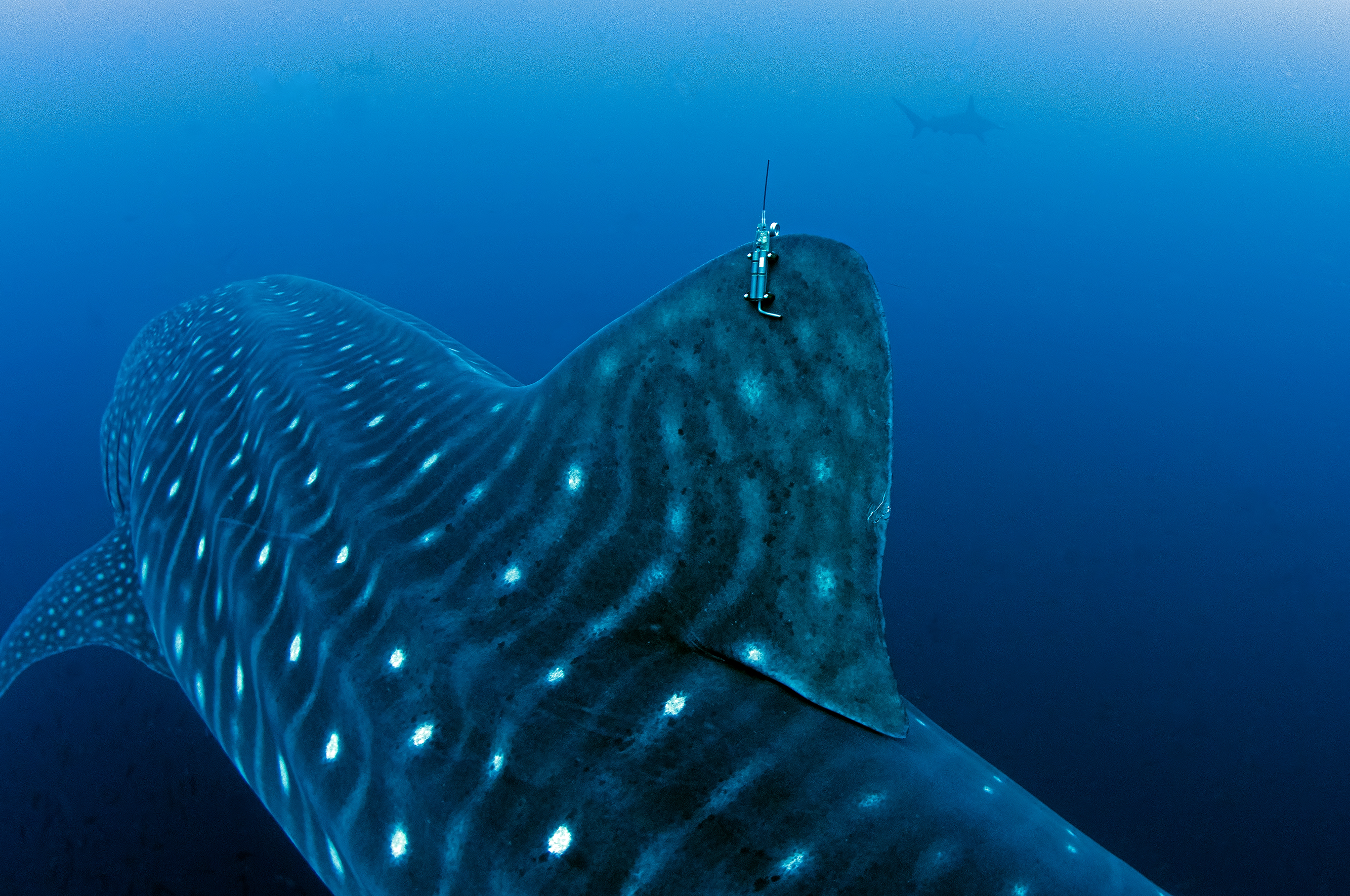 Los expertos rastrearon por satélite el movimiento de casi 350 ejemplares de la especie (Foto: cortesía de Sofía Green/ GWSP)