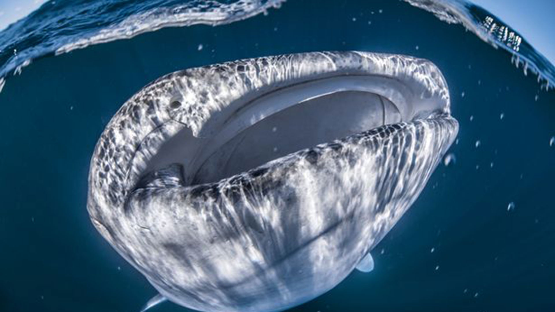 No existen regulaciones internacionales para proteger a los tiburones ballena contra colisiones con barcos (Gentileza SWNS-Cambridge)