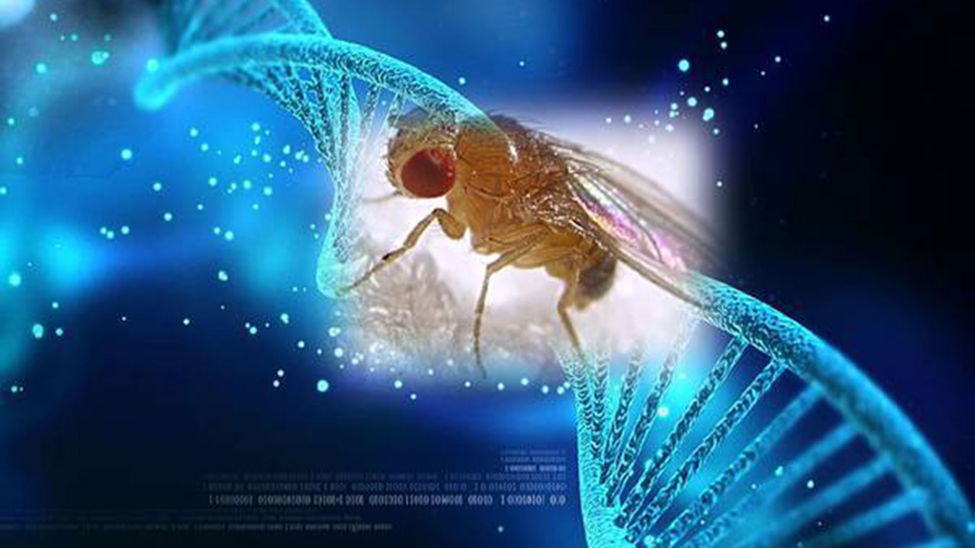 La proteína de la mosca llamada RIM tiene un aspecto molecular idéntico al de los humanos