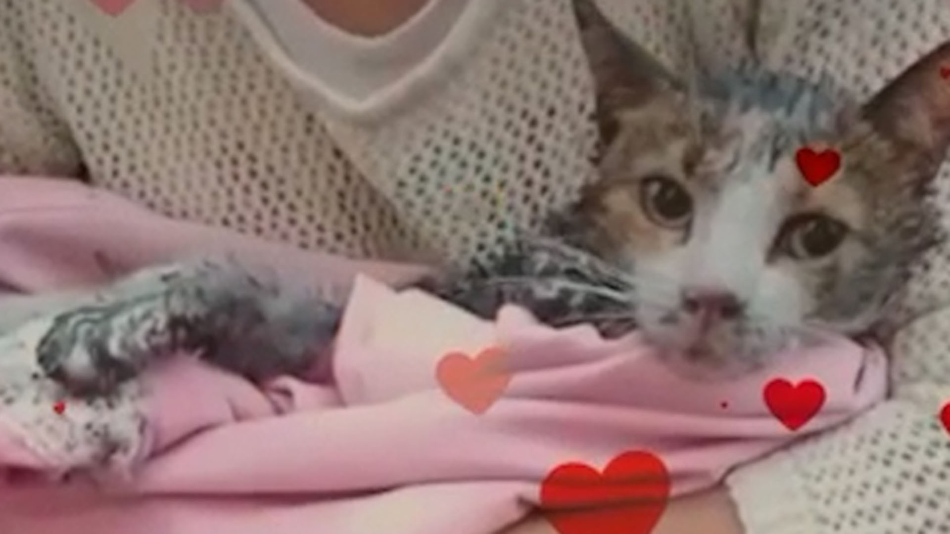 "Chirimba", la gata rescatada en un incendio en Córdoba