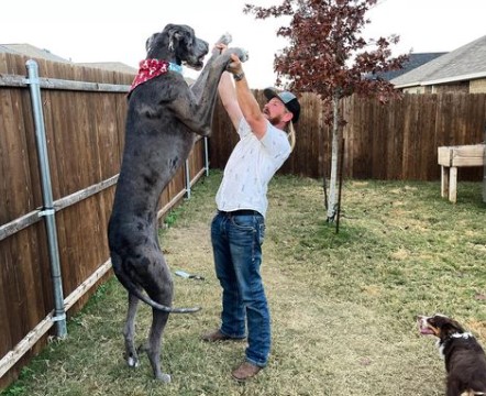 Este perro odia la lluvia y los cerdos (Fotos: IG zeus_king_dane)